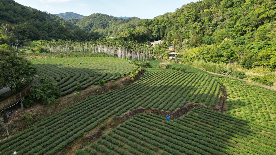 丽水松阳梯田茶园